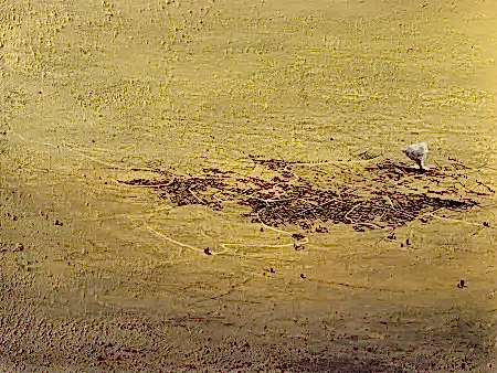 SALİH ÇAKAR tarafından 2026 yılında 60x80 cm ölçülerinde Tuval üzeri yağlı boya tekniği ile yapılmıştır.