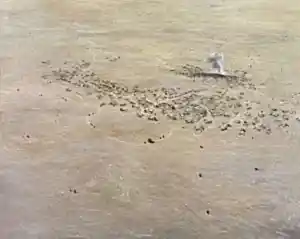 SALİH ÇAKAR tarafından 2025 yılında 80x100 cm ölçülerinde Tuval üzeri yağlı boya tekniği ile yapılmıştır.