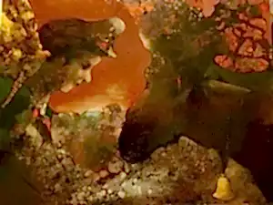 EROL PELİOĞLU tarafından 2019 yılında 80x100 cm ölçülerinde Tuval üzeri yağlı boya tekniği ile yapılmıştır.