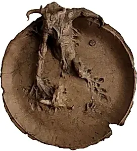 BUĞRA ÖZER tarafından 2019 yılında 55x14 cm ölçülerinde Stoneware Kil, Serbest elle Şekillendirme 1150°C tekniği ile yapılmıştır.