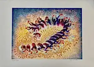 İBRAHİM BALABAN tarafından 2018 yılında 50x70 cm ölçülerinde Dijital Ögün Baskı Edisyon: 77/100 tekniği ile yapılmıştır.