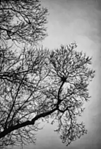 SEDA DİNÇAY tarafından 2019 yılında 90x60 cm ölçülerinde Dijital Özgün Baskı tekniği ile yapılmıştır.